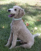 Buddy, a male Goldendoodle for sale in Saint Marys, KS – 4 of 8