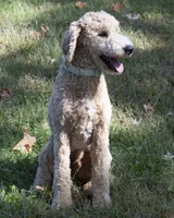 Buddy, a male Goldendoodle for sale in Saint Marys, KS – 5 of 8