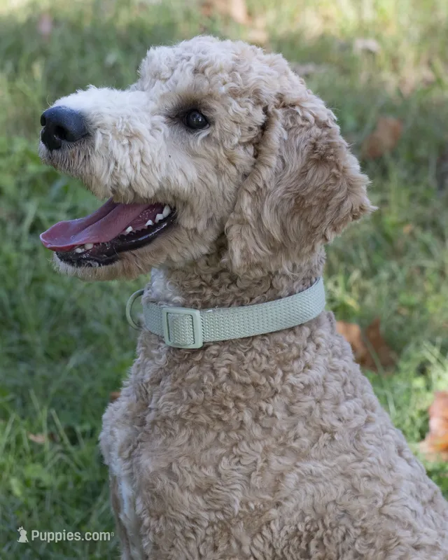 Buddy – Goldendoodle puppy for sale in Saint Marys, KS