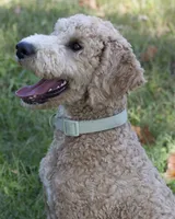 Buddy, a male Goldendoodle for sale in Saint Marys, KS – 1 of 8