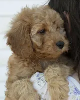 Muffin, a female Cavapoo and Goldendoodle for sale in Saint Marys, KS – 4 of 7