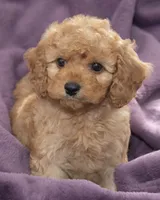 Teddy, a male Cavapoo and Goldendoodle for sale in Saint Marys, KS – 7 of 7
