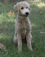 Buddy, a male Goldendoodle for sale in Saint Marys, KS – 6 of 8
