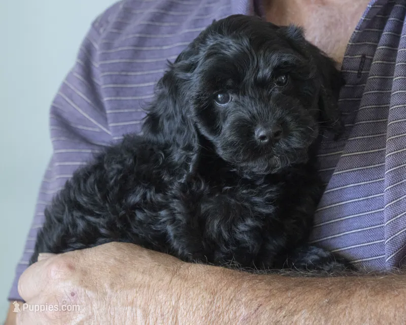 Daisy – Cavapoo, Goldendoodle puppy for sale in Saint Marys, KS