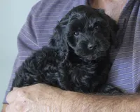 Daisy, a female Miniature Goldendoodle for sale in Saint Marys, KS – 1 of 7