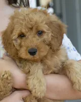 Muffin, a female Miniature Goldendoodle for sale in Saint Marys, KS – 5 of 7