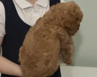 Teddy, a male Cavapoo and Goldendoodle for sale in Saint Marys, KS – 5 of 7