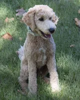 Buddy, a male Goldendoodle for sale in Saint Marys, KS – 2 of 8