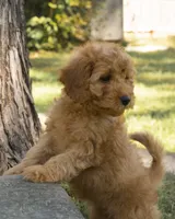 Muffin, a female Miniature Goldendoodle for sale in Saint Marys, KS – 6 of 7