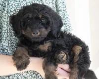 Teddy, a male Goldendoodle for sale in Saint Marys, KS – 5 of 6