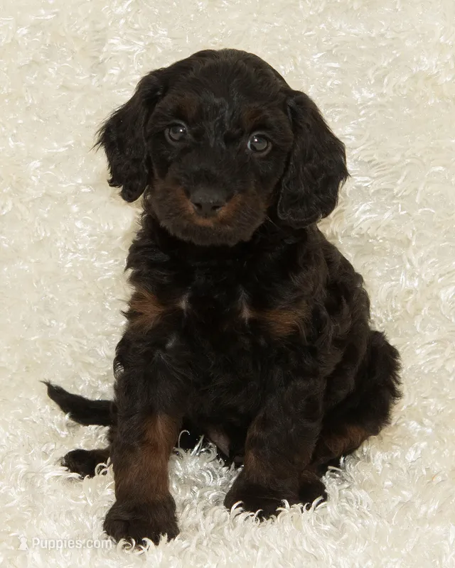 Frankie – Cavapoo, Goldendoodle puppy for sale in Saint Marys, KS