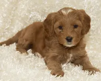 Heidi, a female Cavapoo and Goldendoodle for sale in Saint Marys, KS – 2 of 6