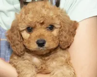Teddy, a male Cavapoo and Goldendoodle for sale in Saint Marys, KS – 2 of 7