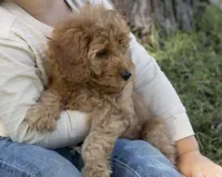 Muffin, a female Cavapoo and Goldendoodle for sale in Saint Marys, KS – 3 of 7