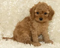 Teddy, a male Cavapoo and Goldendoodle for sale in Saint Marys, KS – 4 of 7