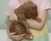 Heidi, a female Cavapoo and Goldendoodle for sale in Saint Marys, KS – 4 of 6