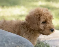 Muffin, a female Cavapoo and Goldendoodle for sale in Saint Marys, KS – 7 of 7