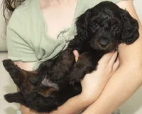 Frankie, a male Cavapoo and Goldendoodle for sale in Saint Marys, KS – 3 of 6
