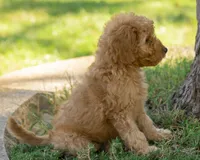 Muffin, a female Miniature Goldendoodle for sale in Saint Marys, KS – 7 of 7