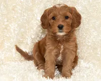 Heidi, a female Cavapoo and Goldendoodle for sale in Saint Marys, KS – 5 of 6