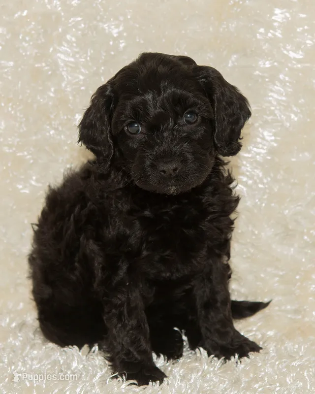 Cleo – Cavapoo, Goldendoodle puppy for sale in Saint Marys, KS