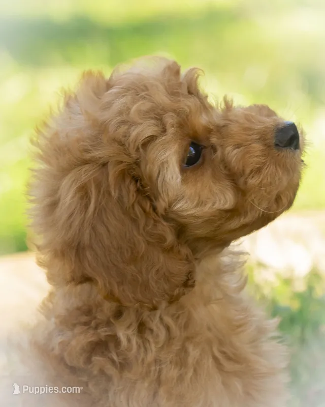Muffin – Cavapoo, Goldendoodle puppy for sale in Saint Marys, KS