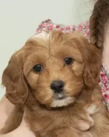 Heidi, a female Cavapoo and Goldendoodle for sale in Saint Marys, KS – 3 of 6