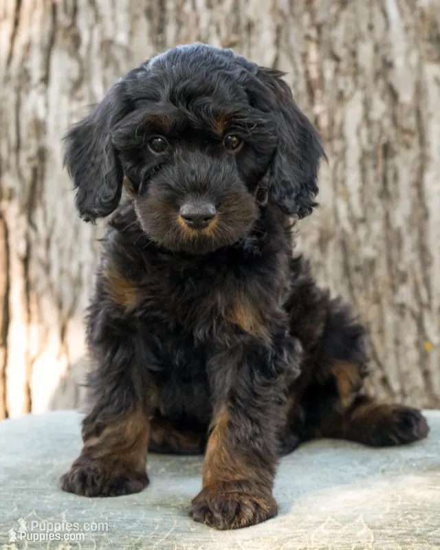 Dusty – Goldendoodle puppy for sale in Saint Marys, KS