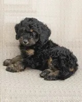 Teddy, a male Goldendoodle for sale in Saint Marys, KS – 1 of 6