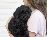 Daisy, a female Miniature Goldendoodle for sale in Saint Marys, KS – 6 of 7