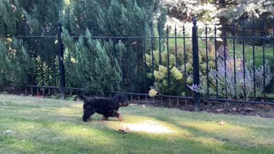 Teddy, a male Goldendoodle for sale in Saint Marys, KS – 6 of 6