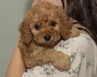 Teddy, a male Cavapoo and Goldendoodle for sale in Saint Marys, KS – 6 of 7