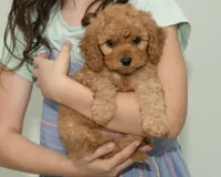 Teddy, a male Cavapoo and Goldendoodle for sale in Saint Marys, KS – 3 of 7