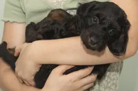 Frankie, a male Cavapoo and Goldendoodle for sale in Saint Marys, KS – 4 of 6