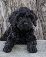 Daisy, a female Miniature Goldendoodle for sale in Saint Marys, KS – 3 of 7