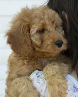 Muffin, a female Miniature Goldendoodle for sale in Saint Marys, KS – 3 of 7