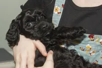 Cleo, a female Cavapoo and Goldendoodle for sale in Saint Marys, KS – 3 of 4
