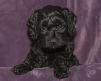 Cleo, a female Cavapoo and Goldendoodle for sale in Saint Marys, KS – 2 of 4
