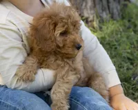 Muffin, a female Miniature Goldendoodle for sale in Saint Marys, KS – 2 of 7