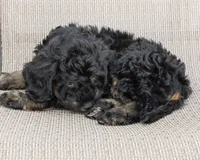 Teddy, a male Goldendoodle for sale in Saint Marys, KS – 4 of 6