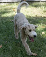 Buddy, a male Goldendoodle for sale in Saint Marys, KS – 8 of 8