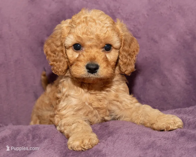 Teddy – Cavapoo, Goldendoodle puppy for sale in Saint Marys, KS