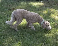 Buddy, a male Goldendoodle for sale in Saint Marys, KS – 7 of 8