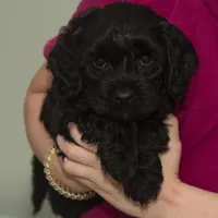 Cleo, a female Cavapoo and Goldendoodle for sale in Saint Marys, KS – 4 of 4