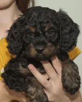 Frankie, a male Cavapoo and Goldendoodle for sale in Saint Marys, KS – 5 of 6