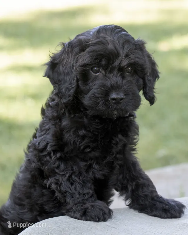 Daisy – Goldendoodle puppy for sale in Saint Marys, KS