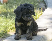 Teddy, a male Goldendoodle for sale in Saint Marys, KS – 2 of 6