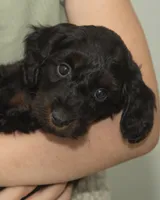 Frankie, a male Cavapoo and Goldendoodle for sale in Saint Marys, KS – 2 of 6