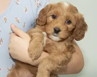 Heidi, a female Cavapoo and Goldendoodle for sale in Saint Marys, KS – 6 of 6
