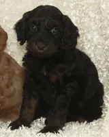 Frankie, a male Cavapoo and Goldendoodle for sale in Saint Marys, KS – 6 of 6